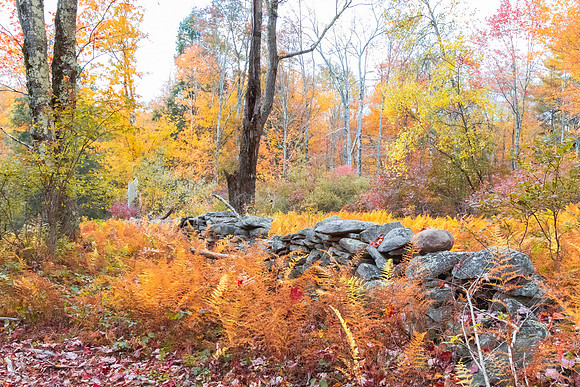 Furns and Stone Wall on Family Farm_5X9A8559-2