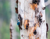Tree Swallow_Montanna_5X9A2079
