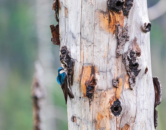 Tree Swallow_Montanna_5X9A2079