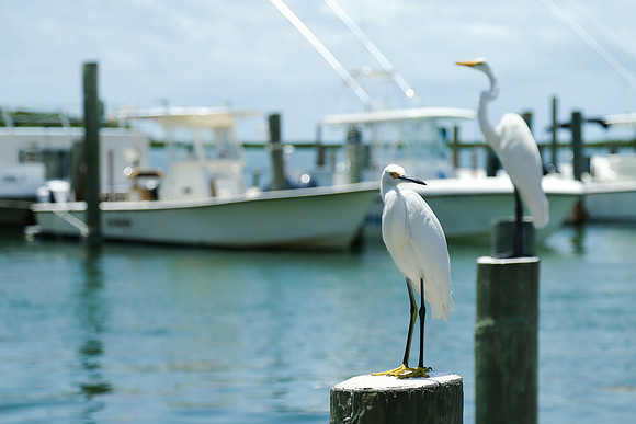 Egrets in the Harbor